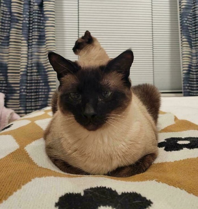 Kitty Creation Scene: Two Cats One Illusion