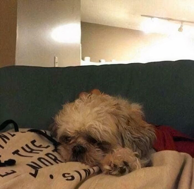 Pawfect Illusion: Miniature Dog Head