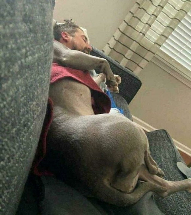 Pet Fusion Nap Time: Merged Limbs