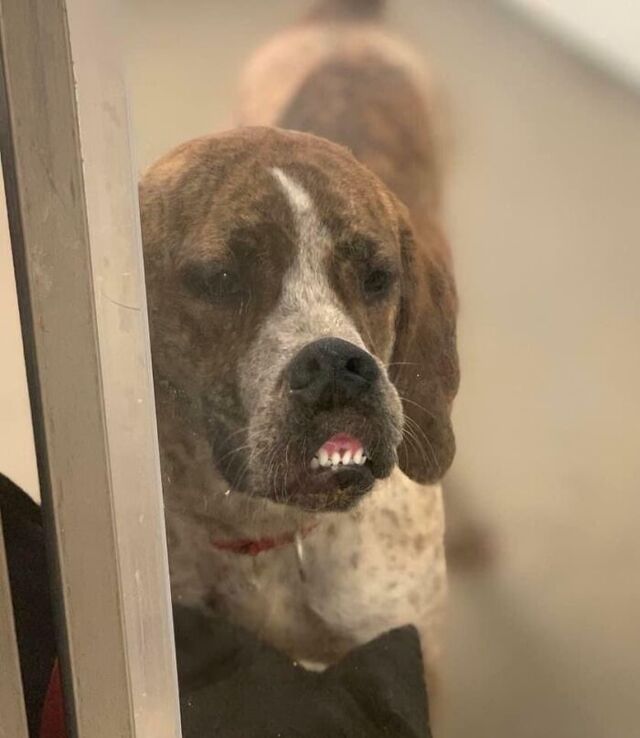 Shelter Photo That Led to Adoption