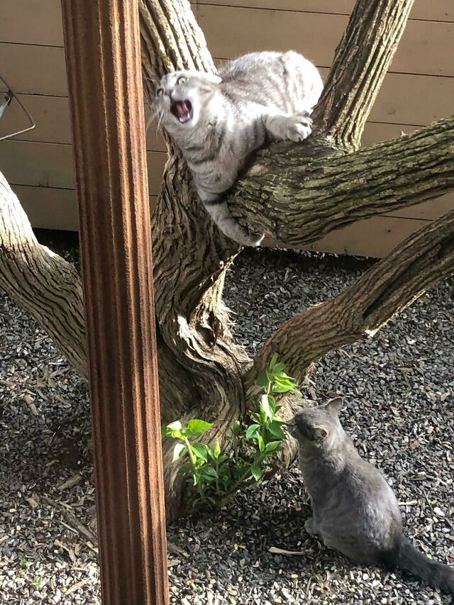 Stray Cats Adopting the Wrong House (Again)