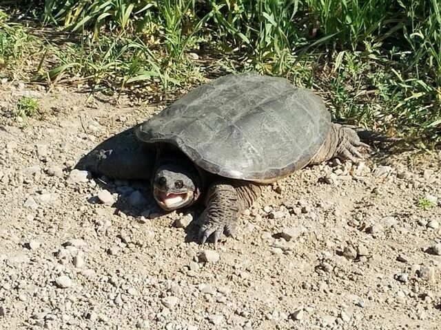Turtle’s Friendly Smile (With Questionable Intentions)