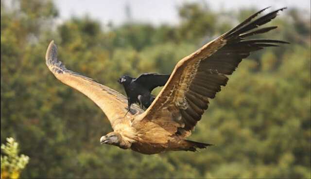 Lazy Bird: Natural Napping Master