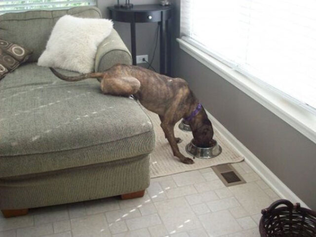 Lazy Dog: The Ultimate Lazy Pup