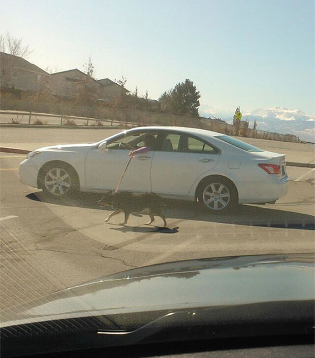 Lazy Dog Walker (Part 2): Next-Level Pet Care