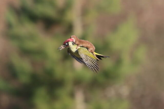 The Weasel and the Woodpecker: A Lazy Tale of Nature