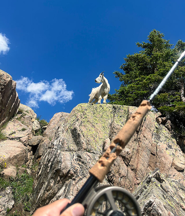 A hike to an alpine lake interrupted by a hungry mountain goat.