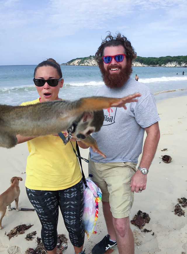 A spider monkey photobombs your vacation photo in the Dominican Republic.