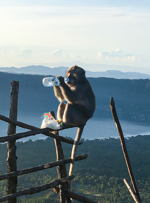 Hiking a mountain in hot weather only to have a monkey steal your water.