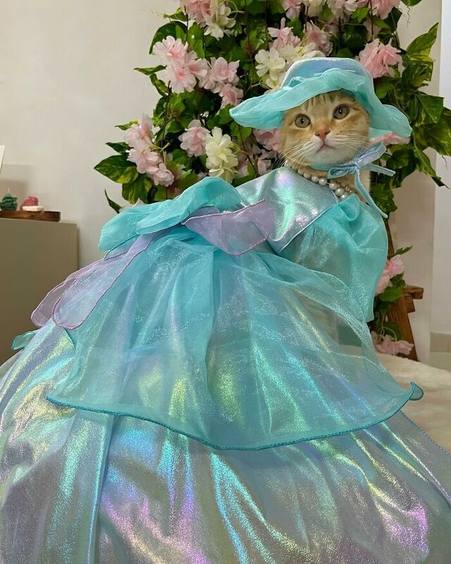 The rise of pet influencers like August has created a whole new niche in the fashion industry