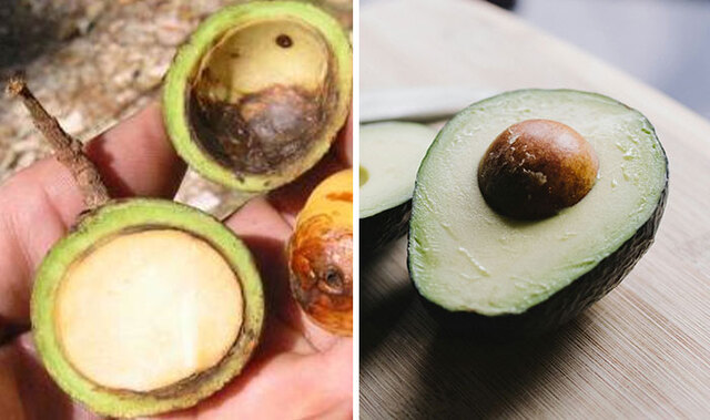 Avocado: The 10,000-Year Journey from Mexican Caves