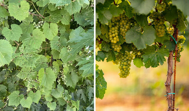 Grapes: The Vine That Fueled Civilization