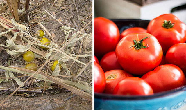 Tomato: The Tiny Berry That Became a Global Powerhouse