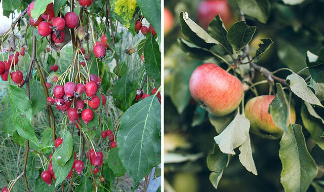 Apple: From the Mountains of Kazakhstan to the Roman Orchard