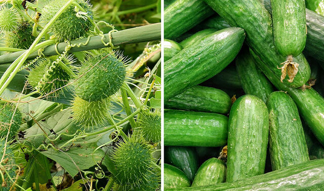 Cucumber: From Ancient Medicine to the "Burpless" Salad Staple
